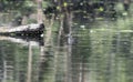 A least grebe, Tachybaptus dominicus, is swimming gracefully in the water. In Mexico