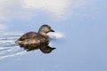 Least Grebe Tachybaptus Dominicus Swimming In A Lake