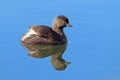 Least Grebe (Tachybaptus Dominicus) Swimming In The Pond With Mirror Reflection Of Its Body