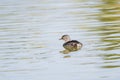 Least Grebe Tachybaptus Dominicus Swimming In A Small Freshwater Pond