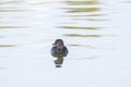 Least Grebe Tachybaptus Dominicus Swimming In A Small Freshwater Pond