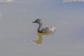 Least Grebe in a Wetland Pond Royalty Free Stock Photo