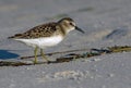 Least Sandpiper on the Beach Royalty Free Stock Photo