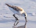 Least Sandpiper on the beach. Royalty Free Stock Photo