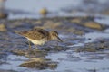 Least Sandpiper at Bunche Beach, Florida, USA Royalty Free Stock Photo