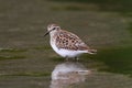 Least Sandpiper (Calidris minutilla) Royalty Free Stock Photo