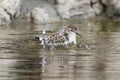 Least Sandpiper (Calidris minutilla) Royalty Free Stock Photo