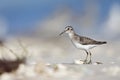 Least sandpiper Calidris minutilla foraging on the beach of Key West. Royalty Free Stock Photo