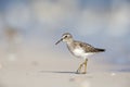 Least sandpiper Calidris minutilla foraging on the beach of Key West. Royalty Free Stock Photo