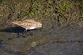 Least sandpiper Calidris minutilla foraging in the muddy marshes of Alviso, San Jose, south San Francisco bay, California