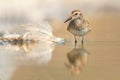 Least Sandpiper (Calidris minutilla) Royalty Free Stock Photo