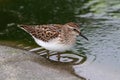 Least Sandpiper (Calidris minutilla) Royalty Free Stock Photo