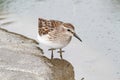 Least Sandpiper (Calidris minutilla) Royalty Free Stock Photo
