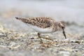 Least Sandpiper (Calidris minutilla) Royalty Free Stock Photo