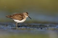 Least sandpiper, Calidris minutilla