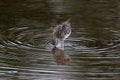 least sandpiper standing in water, drinking. Rings of ripples in water. Reflection in water. Royalty Free Stock Photo