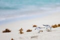 Least Sandpiper Flock on beach Royalty Free Stock Photo