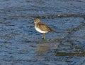 A least sandpiper foraging for food in shallow water below the main spillway of White Rock Lake in Dallas. Royalty Free Stock Photo