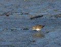A least sandpiper foraging for food in shallow water below the main spillway of White Rock Lake in Dallas. Royalty Free Stock Photo