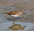 Least Sandpiper