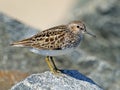 Least Sandpiper on Rock Royalty Free Stock Photo