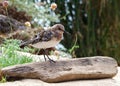 Least Sandpiper standing on driftwood on the beach Royalty Free Stock Photo