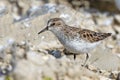 Least Sandpiper Standing on a Rock Royalty Free Stock Photo