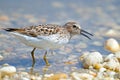 Least Sandpiper