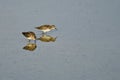 Least Sandpipers Searching for Food in the Shallow Blue Water Royalty Free Stock Photo