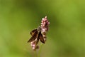 Least Skipper Butterfly   806523 Royalty Free Stock Photo