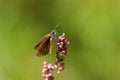 Least Skipper Butterfly   806525 Royalty Free Stock Photo