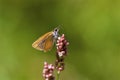 Least Skipper Butterfly   806526 Royalty Free Stock Photo