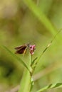 Least Skipper Butterfly   806527 Royalty Free Stock Photo