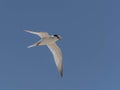 Least Tern Flying on a Blue Sky Royalty Free Stock Photo