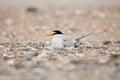 Least Tern nesting Wrightsville Beach NC