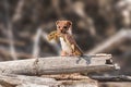 Least Weasel - Mustela Nivalis - a small predatory mammal with brown white fur, weasel with hunted sand lizard Royalty Free Stock Photo