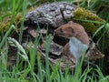 Least Weasel Mustela nivalis