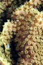 Leather coral in de Red Sea. Royalty Free Stock Photo