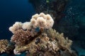 Leather coral and glassfish in the Red Sea. Royalty Free Stock Photo