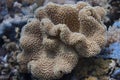 Leather Coral in Red Sea Royalty Free Stock Photo