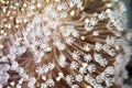 Leather Coral (Sarcophyton ehrenbergi).