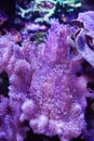 Leather coral Sinularia Royalty Free Stock Photo
