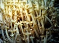 Leather Coral Stalks & Polyps Royalty Free Stock Photo