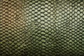 leather with engraved, embossed reptile skin design