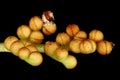 Leather Grapefern (Botrychium multifidum). Sporophore Detail Closeup Royalty Free Stock Photo