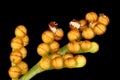 Leather Grapefern (Botrychium multifidum). Sporophore Detail Closeup Royalty Free Stock Photo