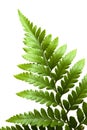 Leather-leaf fern leaf