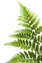 Leather-leaf fern