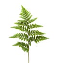 Leather leaf fern