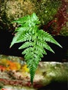 leather leaf fern (Rumohra adiantiformis) Royalty Free Stock Photo